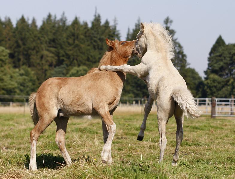 Gabriel und Myrdal 2.jpg